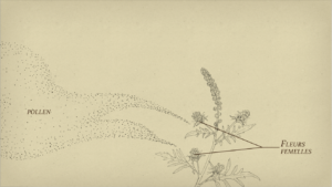 Ambroisie — La pollinisation
