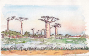 Allée des baobabs