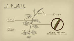 Ambroisie — La-plante