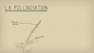 Ambroisie — La pollinisation