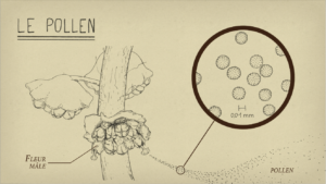 Ambroisie — Le pollen